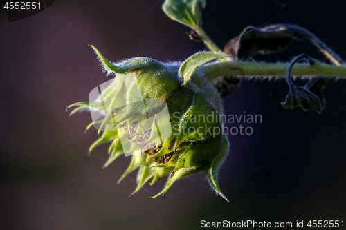 Image of Sunflower with spider web on dark background.