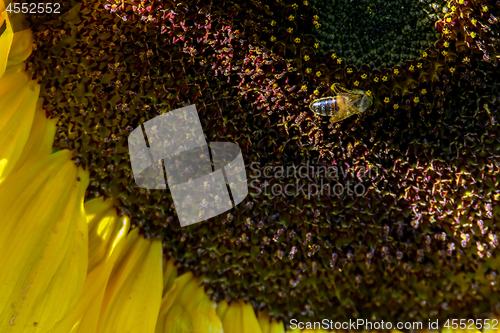 Image of Closeup of bee on sunflower