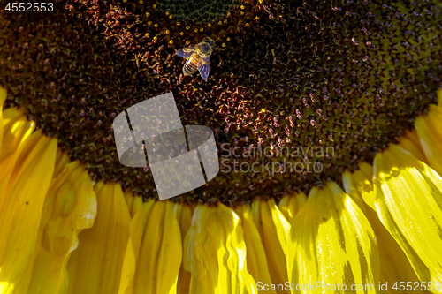 Image of Closeup of bee on sunflower