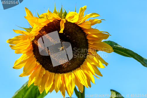 Image of Bee on sunflower in summer day.