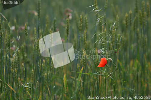 Image of Red poppy in cereal field