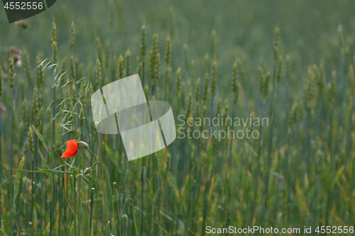 Image of Red poppy in cereal field