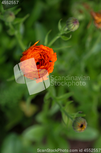 Image of Red poppy in green grass