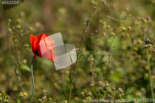 Image of Red poppy in green grass