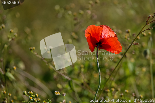 Image of Red poppy in green grass
