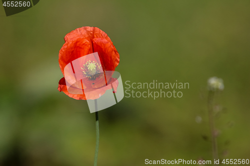 Image of Red poppy in green grass