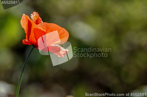 Image of Red poppy in green grass