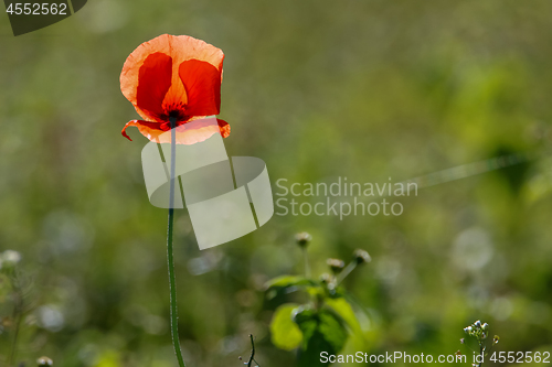 Image of Red poppy in green grass