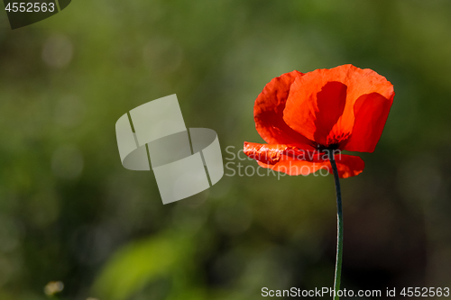 Image of Red poppy in green grass