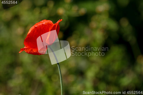 Image of Red poppy in green grass