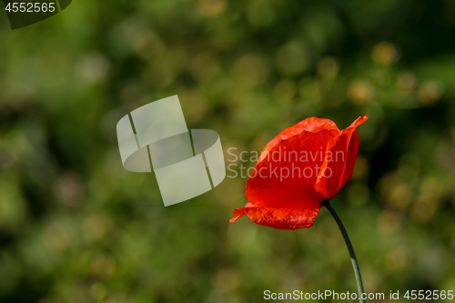 Image of Red poppy in green grass