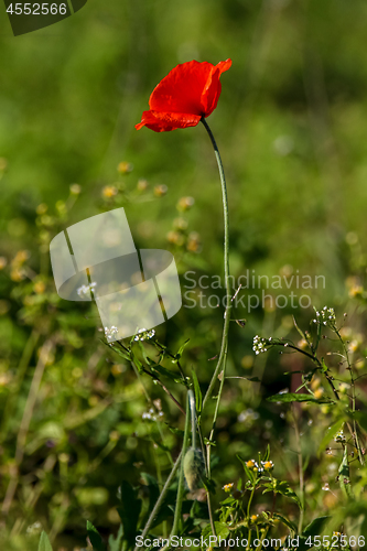 Image of Red poppy in green grass