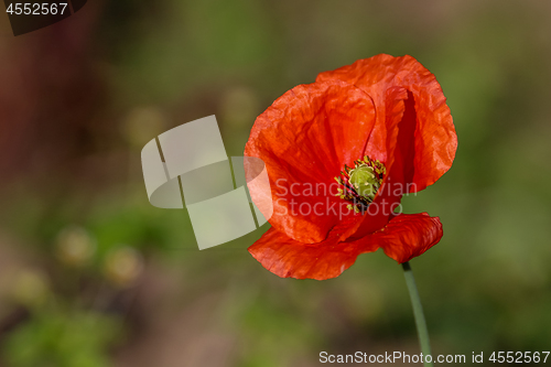 Image of Red poppy in green grass