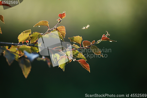 Image of Birch branch as nature background.