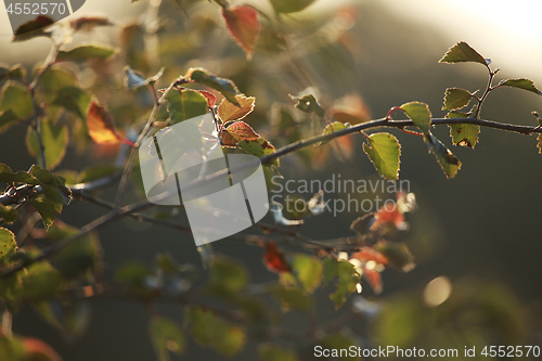 Image of Birch branch as nature background.