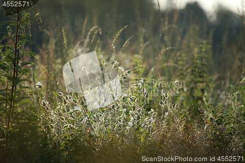 Image of Long green grass as background.