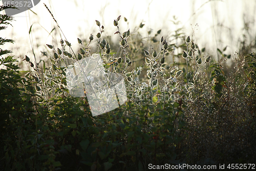 Image of Long green grass as background.