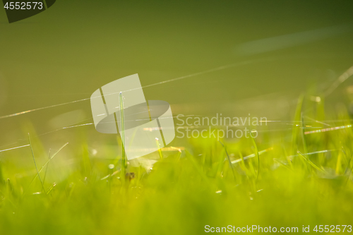 Image of Green grass with spider web