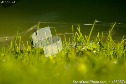 Image of Green grass with spider web