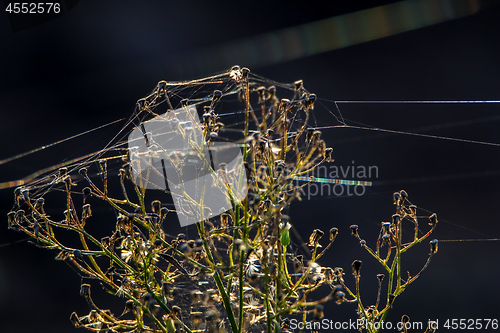 Image of Deflorate wild flower with cobweb.