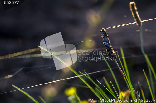 Image of Wild grass near the river