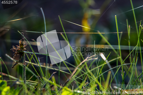 Image of Wild grass near the river