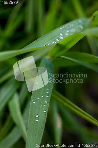 Image of Background of field after the rain.