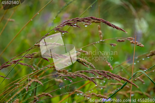 Image of Background of field after the rain.