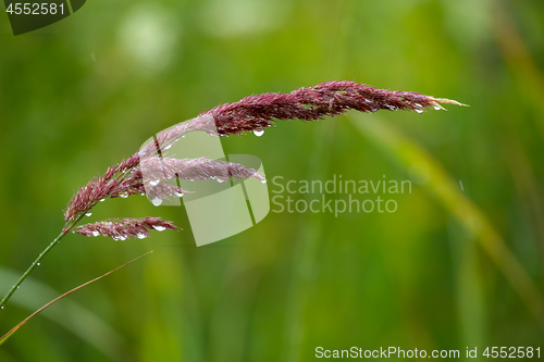 Image of Background of field after the rain.