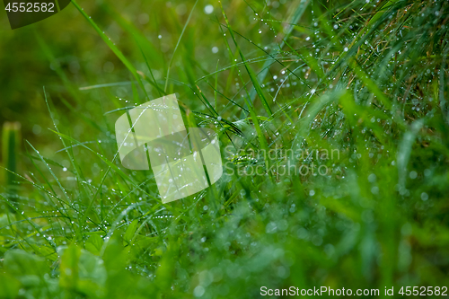 Image of Background of field after the rain.