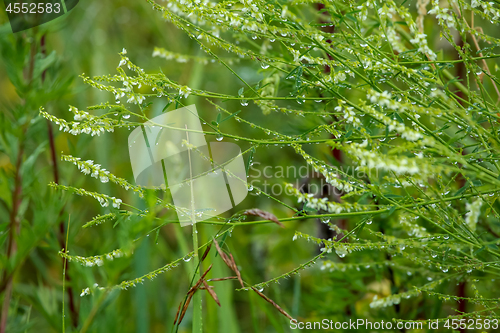 Image of Background of field after the rain.