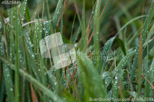 Image of Background of field after the rain.