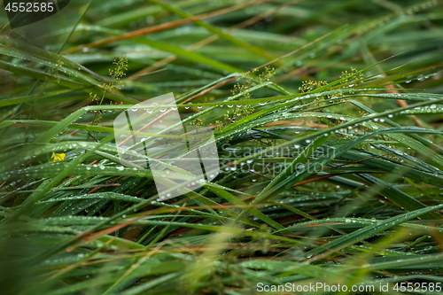 Image of Background of field after the rain.