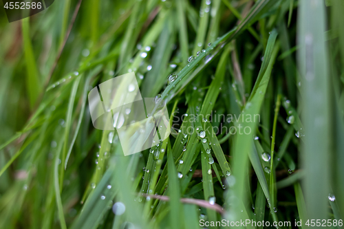 Image of Background of field after the rain.