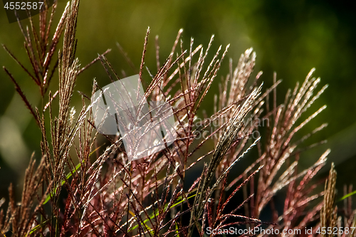 Image of Wild grass as nature background.