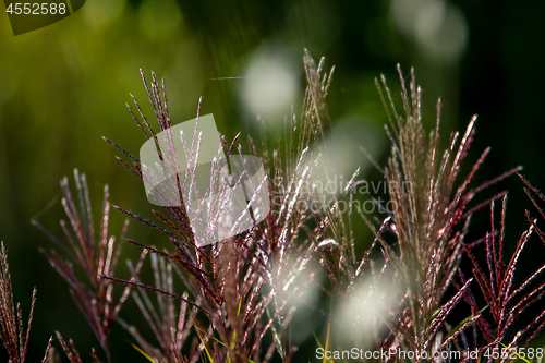 Image of Wild grass as nature background.