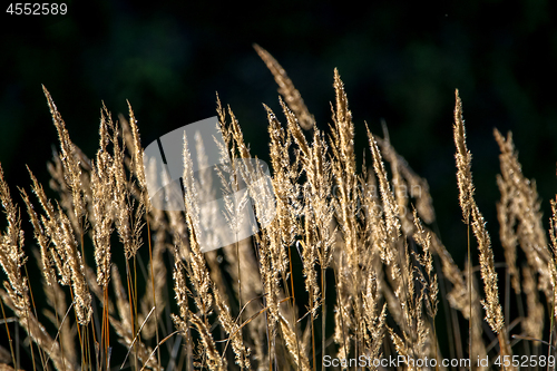 Image of Wild grass on dark background.