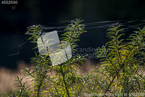 Image of Buckthorn with spider web on dark background.