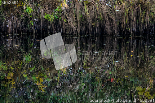 Image of Grass reflection in water as background.