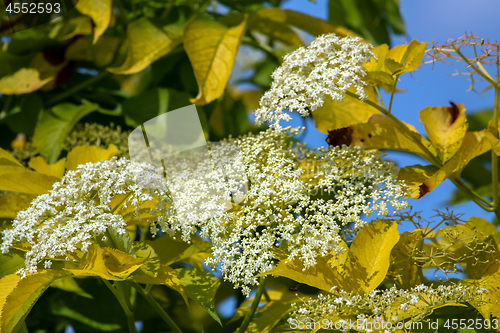 Image of Flowering shrub on blue sky.