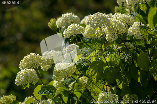 Image of Green shrub with white flowers.