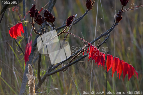 Image of Red sumac leaves in autumn.