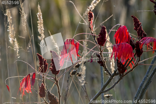 Image of Red sumac leaves in autumn.