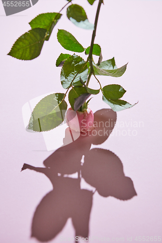 Image of Pink rose on purple background. Mothers Day.