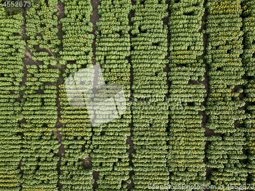 Image of A view from above on an agricultural field, planted with a sunflower. Photo from dron in the summer at sunset.