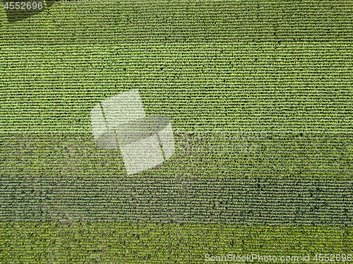 Image of Panoramic view from drone to natural green field with corn at summer sunny day.