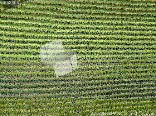 Image of Panoramic view from drone to natural green field with corn at summer sunny day.