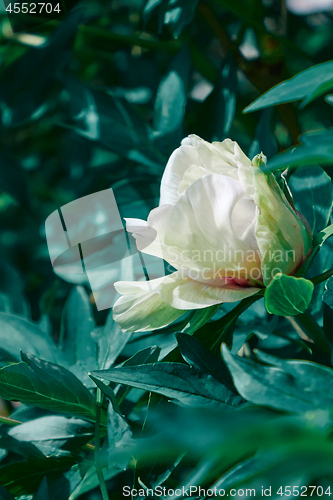 Image of Soft pink peony on the flowerbed with green leaves