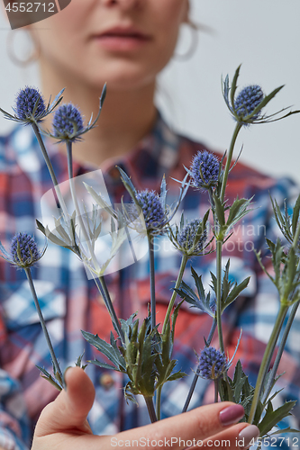 Image of Beautiful flower eryngium in a girl\'s hand