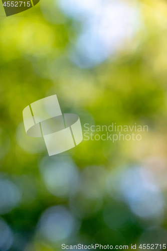 Image of Creative layout from a blurry spring foliage with a beautiful bo